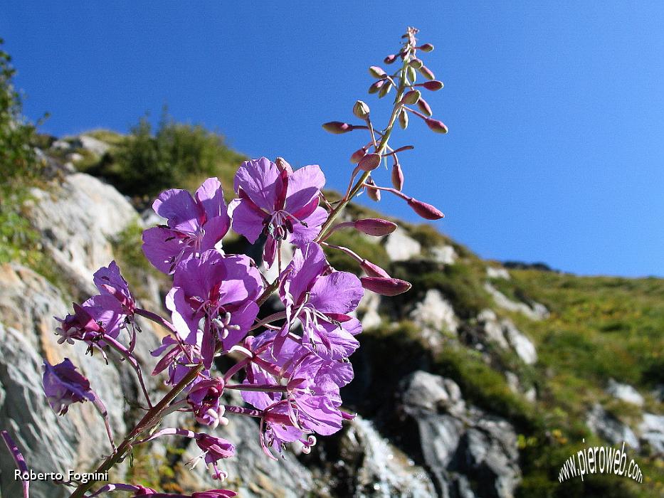 12 Epilobium angustifolium.jpg